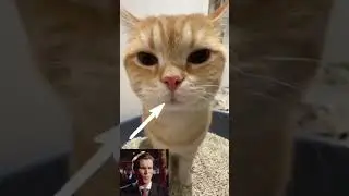 Сигма кот 