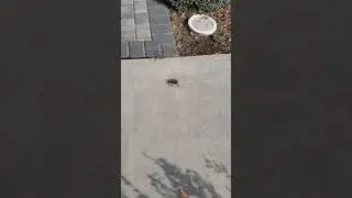 Tarantula!