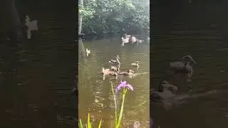 Nature is ❤️ || Wild Canadian Geese || Chalet’s front view || Lakeside || Relaxing Place