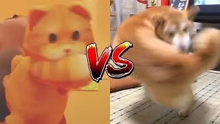 강아지 VS 고양이