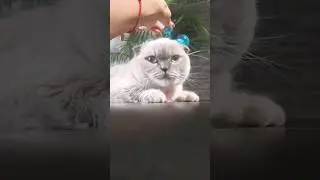 Жужа релаксиирует😇🤗 #cat #cuteanimal#смешныекоты#котики#смешныекошки#