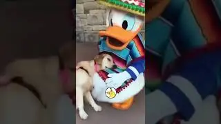 DOG MEETS HIS FAVOURITE DISNEY CHARACTER... ❤