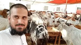 Mandi Tour Vlog | Mini Mandi Khubsorat Janwar | Masha Allah Fantastic Animals