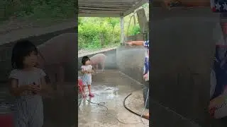 showering the Pig ,