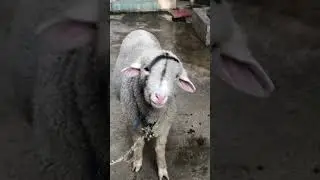 Kashmiri Himalayan Rumble🐑Sheep