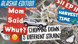 S11 EP11: Harvest Time!  A Dolorian and my Mom said what?! Under SPIDER FARMER