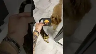 КАК БЕСПЛАТНО ПОЛУЧИТЬ ГОЛДУ STANDOFF 2? СКИНЫ СТАНДОФФ 2!