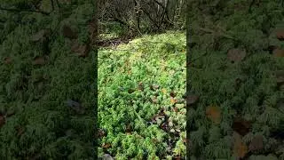 Грибы все собрали😂 остался мох💚 #plants #сфагнум #мох #лес
