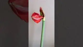 18 Februari 2019