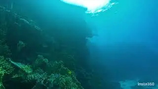 Sea cow and her calf