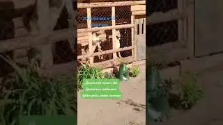 спасибо всем кто помогает моему приюту+79831072227