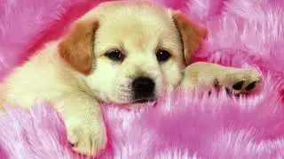Aisha's puppy land