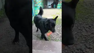 Самый лучший друг!!!!!
