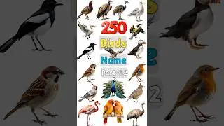 250 Birds Name Part- 02 #birds #birdsname #birdname #birdspecies #birdslover #birdsnamewithpictures