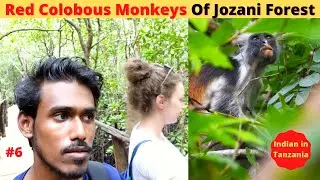Red Colobus Monkeys Of Jozani Forest | Zanzibar | Tanzania