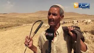 أم البواقي: حمو..  راعي غنم يؤانس قطيعه في بيئة قاسية