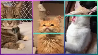 Time Warp Scan Tiktok Cats 🐈  (filter tiktok)