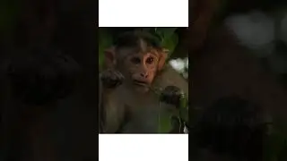 Wildlife Photography #shorts | #wildlife photography  | photography | nature