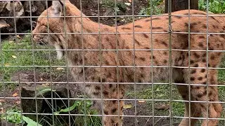 Dudley Zoo