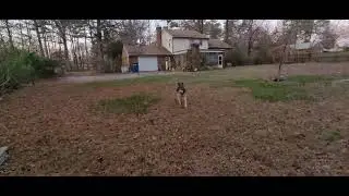 Biggums plays outside