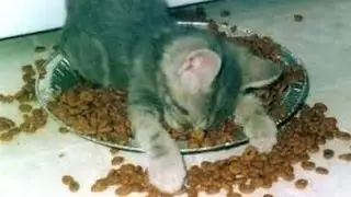 Майкун кошки_Кошка спасла