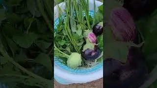 Tomorrow morning for breakfast organic fritters .