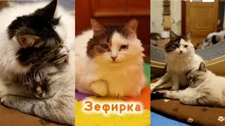 Зефирка