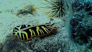 Tiger Flatworm traveling FAST!