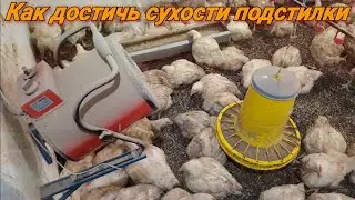 🇺🇦Выращивание бройлеров без уборки помёта! Сухая подстилка!
