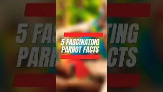 Vibrant Parrot Wonders | Unveiling 5 Colorful Parrot Facts #shorts #parrot #interestingfacts