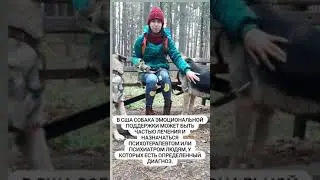 Животные эмоциональной поддержки. Собаки спасают от депрессии. #shorts