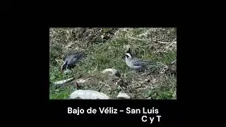 "Soldadito: el cardenal de la sierra". #birds  #avesdeargentina #shorts