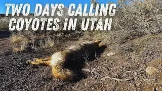 Two Successful Days Hunting Coyotes in Utah!