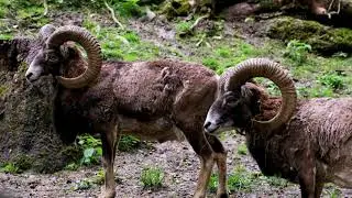 #Футаж коричневые бараны ◄4K•HD► #Footage brown rams