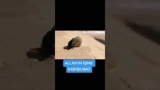 ALLAH'IN İŞİNE KARIŞILMAZ...
