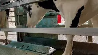 Udder Mister Walkover