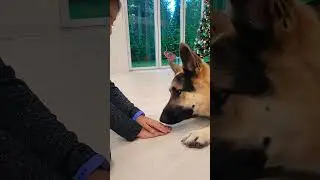 Most gentle paw 