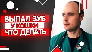 У кошки выпал зуб, сломался клык у кота что делать