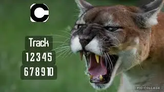 Cougar Roar Sound Effect No Copyright I Cougar Sounds I Cougar Growling Sound I HQ