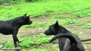 Two Dog vs Cobra Snake Real Fight