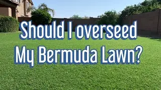 Should I overseed my Bermuda Lawn?