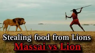 Maasai vs Lion ! How maasai people steal prey from lions ! Wildlife Documentary