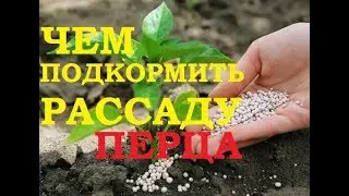 Чем подкормить рассаду перца