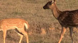 Wildlife in India