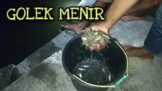 MANTAU SAWAH TENGAH MALAM