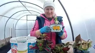 Жизнь в СЕЛЕ/ МНОГОГРАННЫЙ день