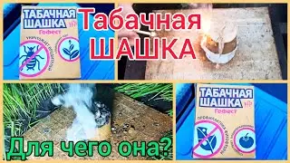 Как обработать теплицу ТАБАЧНОЙ ШАШКОЙ? 👍