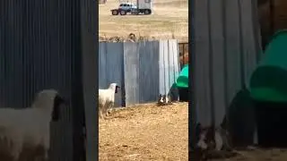 PRCat 