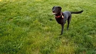 Three-Legged Dog~Gene Burnett