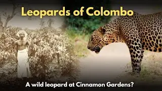 Leopards of Colombo | Sri Lanka